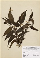 藏品(裏白榎)的圖片